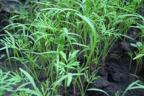 Можно ли сажать жимолость рядом с малиной. Соседи малины, с чем сажать рядом