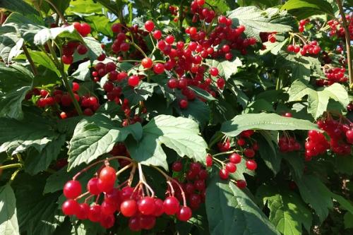 Можно ли сажать рядом голубику и жимолость. Соседи голубики на участке