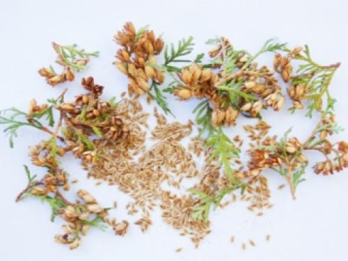 Когда собирать семена туи. Минусы: 05