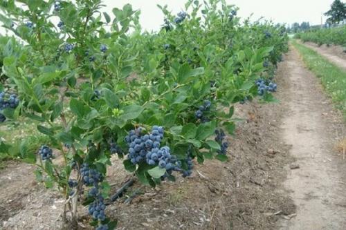 Можно ли сажать рядом голубику и жимолость. Соседи голубики на участке