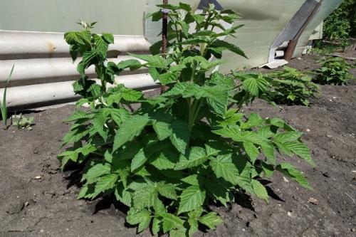 Можно ли сажать жимолость рядом с малиной. Соседи малины, с чем сажать рядом