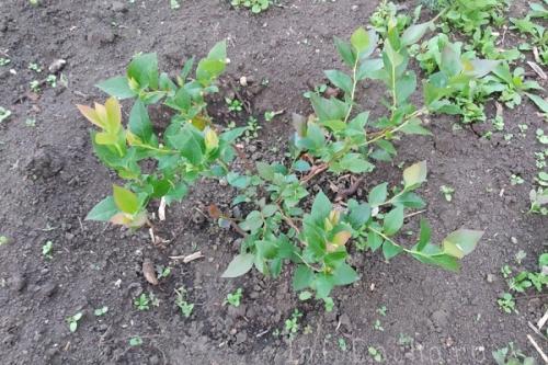 Можно ли сажать рядом голубику и жимолость. Соседи голубики на участке