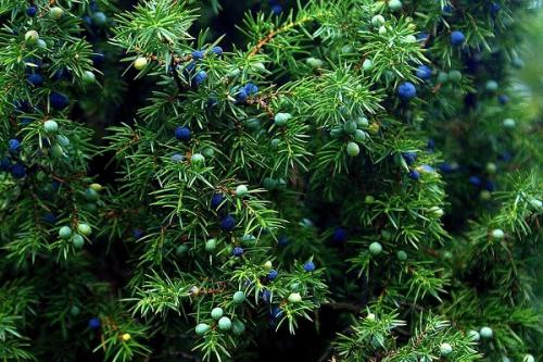 Можно ли сажать жимолость рядом с малиной. Соседи малины, с чем сажать рядом