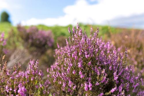 Можно ли сажать рядом голубику и жимолость. Соседи голубики на участке