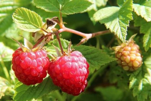 Можно ли сажать жимолость рядом с малиной. Соседи малины, с чем сажать рядом