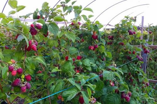 Можно ли сажать жимолость рядом с малиной. Соседи малины, с чем сажать рядом