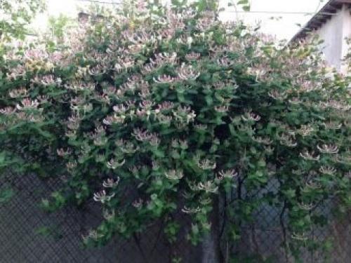 Совместимость жимолости с другими деревьями и кустами. Правильное соседство с кустарниками 22 Совместимость жимолости с другими деревьями и кустами. Правильное соседство с кустарниками 22