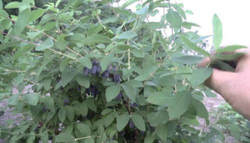 Благоприятные соседи жимолости. С чем рядом можно сажать жимолость: хорошие и плохие соседи на садовом участке