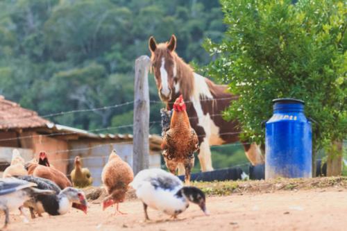 Использование перегноя в саду и в огороде. Выбираем лучшее удобрение