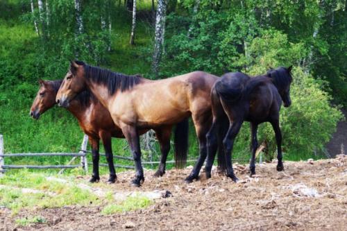 Что нельзя сажать в перегной. Какие бывают виды навоза?