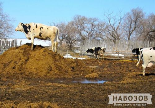 Виды перегноя. Виды навоза