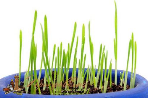 Как вырастить Чеснок из зубчика дома. Советы по выращиванию шикарного чеснока на подоконнике в квартире