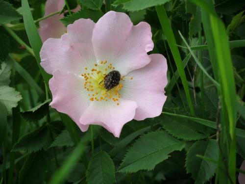 Личинка майского жука и бронзовки. Бронзовки: в чем их опасность и методы борьбы