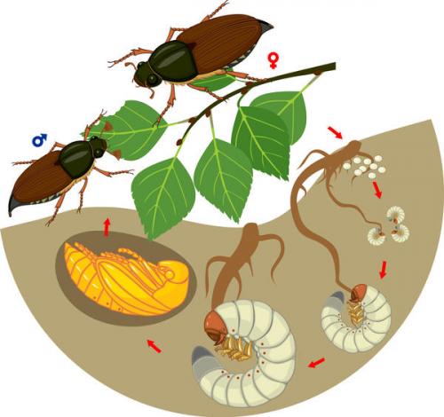 Можно ли употреблять в пищу личинки майского жука. Стадии развития майского жука — личинки и имаго Вред огороду приносят и взрослые жуки, и их личинки.