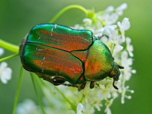 Личинка майского жука где обитает. Описание