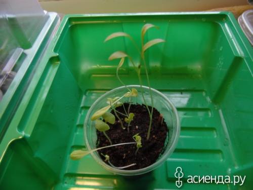 Салат бэби лиф. Салат Бейби ливз цветной