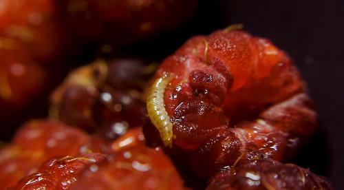 Можно ли употреблять в пищу личинки майского жука. Стадии развития майского жука — личинки и имаго Вред огороду приносят и взрослые жуки, и их личинки. 15