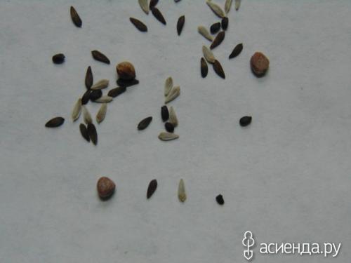 Салат бэби лиф. Салат Бейби ливз цветной