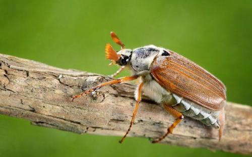 Личинка майского жука, как называется. Майский жук (хрущ)