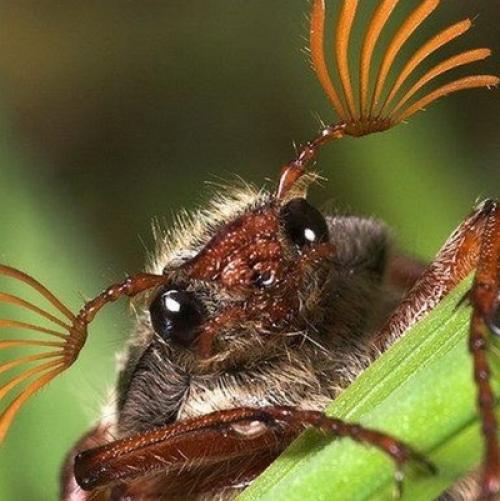 Личинка майского жука, как называется. Майский жук (хрущ)