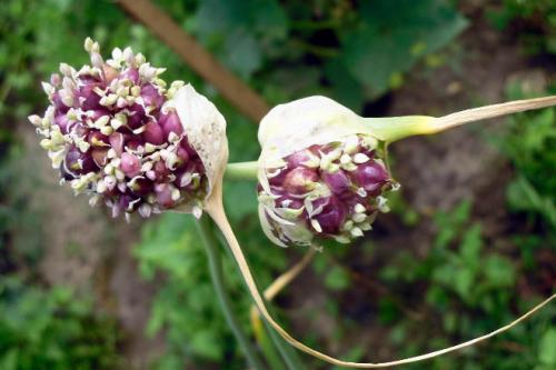 Как сажать чеснок семенами осенью. Как сажать озимый чеснок бульбочками