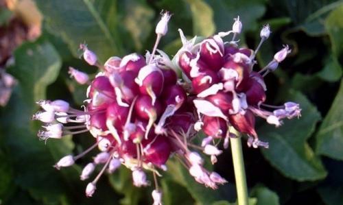 Семена чеснока из стрелок. Добавление статьи в новую подборку 02 Семена чеснока из стрелок. Добавление статьи в новую подборку 02