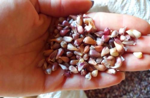 Как сажать чеснок семенами осенью. Как сажать озимый чеснок бульбочками