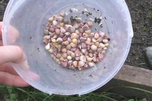 Как сажать чеснок семенами осенью. Как сажать озимый чеснок бульбочками