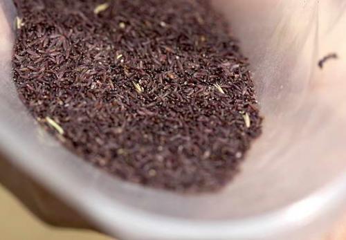 Мискантус блондо. Выращивание мискантуса из семян