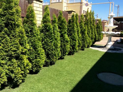 Как сажать туи от забора. Живая изгородь из туи: выбор сорта, правила посадки