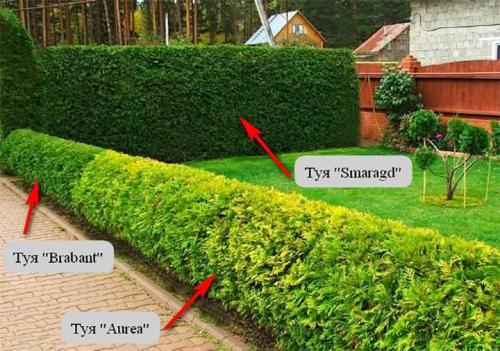 Как сажать туи от забора. Живая изгородь из туи: выбор сорта, правила посадки