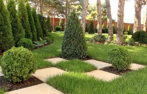 Когда лучше сажать туи и можжевельники. Поселите хвойники в саду – посадка туи, сосны, пихты, можжевельника осенью