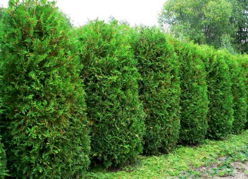 Как сажать туи от забора. Живая изгородь из туи: выбор сорта, правила посадки