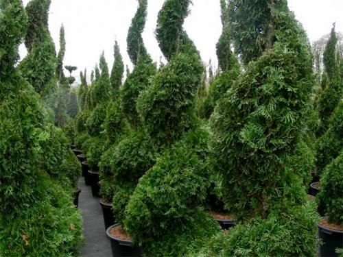 Как сажать туи от забора. Живая изгородь из туи: выбор сорта, правила посадки