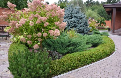 Когда лучше сажать туи и можжевельники. Поселите хвойники в саду – посадка туи, сосны, пихты, можжевельника осенью