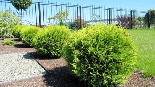 Как сажать туи от забора. Живая изгородь из туи: выбор сорта, правила посадки