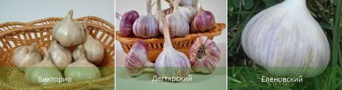 Чеснок яровой сорта. Яровой чеснок: агротехника и сорта