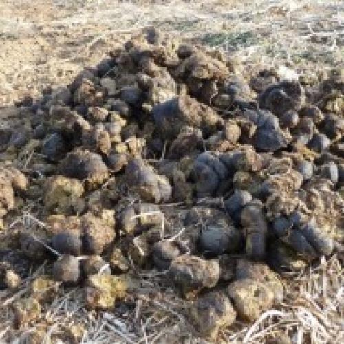 Навоз это. Виды навоза и его особенности