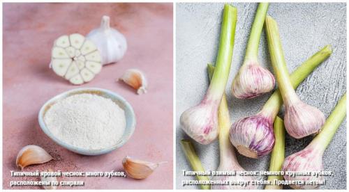 Когда и как убирать урожай чеснока. Когда начинать сбор урожая? 09 Когда и как убирать урожай чеснока. Когда начинать сбор урожая? 09