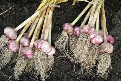 Когда убирать чеснок, посаженный весной. Когда в 2023 году можно убирать яровой чеснок, сборка с грядки и хранение