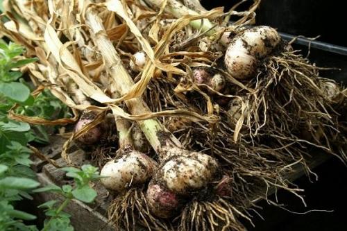 Когда убирать чеснок, посаженный весной. Когда в 2023 году можно убирать яровой чеснок, сборка с грядки и хранение