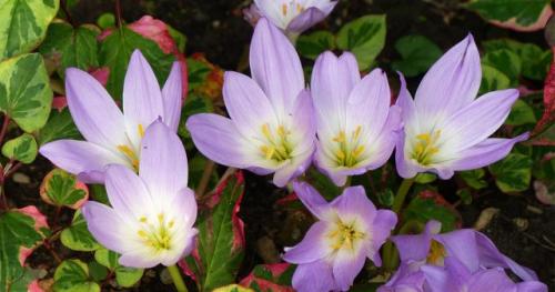 Как правильно подготовить почву для посадки многолетников в августе-сентябре. Сроки посадки цветов