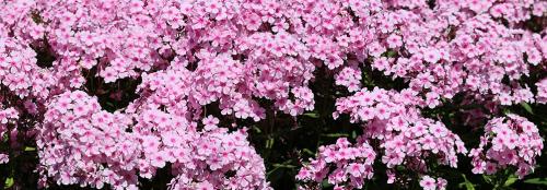 Осенняя магия: как выбрать и посадить многолетники в августе-сентябре 05