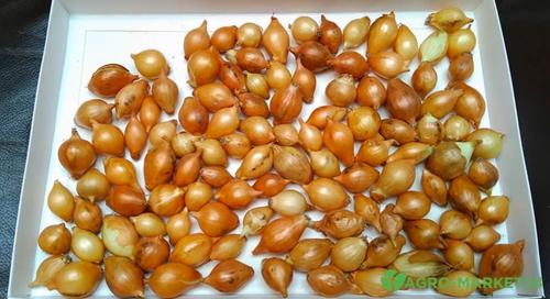 Когда сажать луковичные: весной или осенью 14