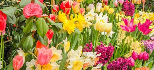 Можно ли сочетать луковичные с другими растениями, и если да то с какими. Как сочетать луковичные на клумбе. Создаём оригинальные композиции