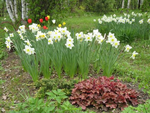 Как использовать луковичные для создания сезонного декора в саду. Луковичные и двулетники в сплошной посадке