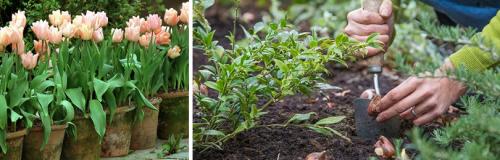 Сажаем луковичные весной и осенью. ПРАВИЛЬНАЯ ПОСАДКА ТЮЛЬПАНОВ