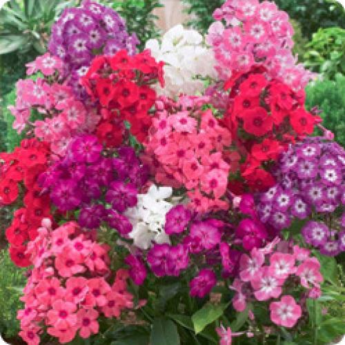 Почему август и сентябрь считаются хорошим временем для посадки многолетников. ОСОБЕННОСТИ ПЕРЕСАДКИ МНОГОЛЕТНИХ ЦВЕТОВ