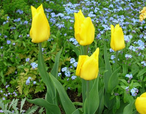 Как использовать луковичные для создания сезонного декора в саду. Луковичные и двулетники в сплошной посадке