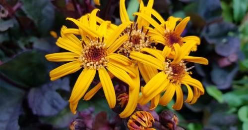 Как правильно подготовить почву для посадки многолетников в августе-сентябре. Сроки посадки цветов